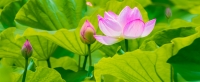 Mạn Đ&agrave; La